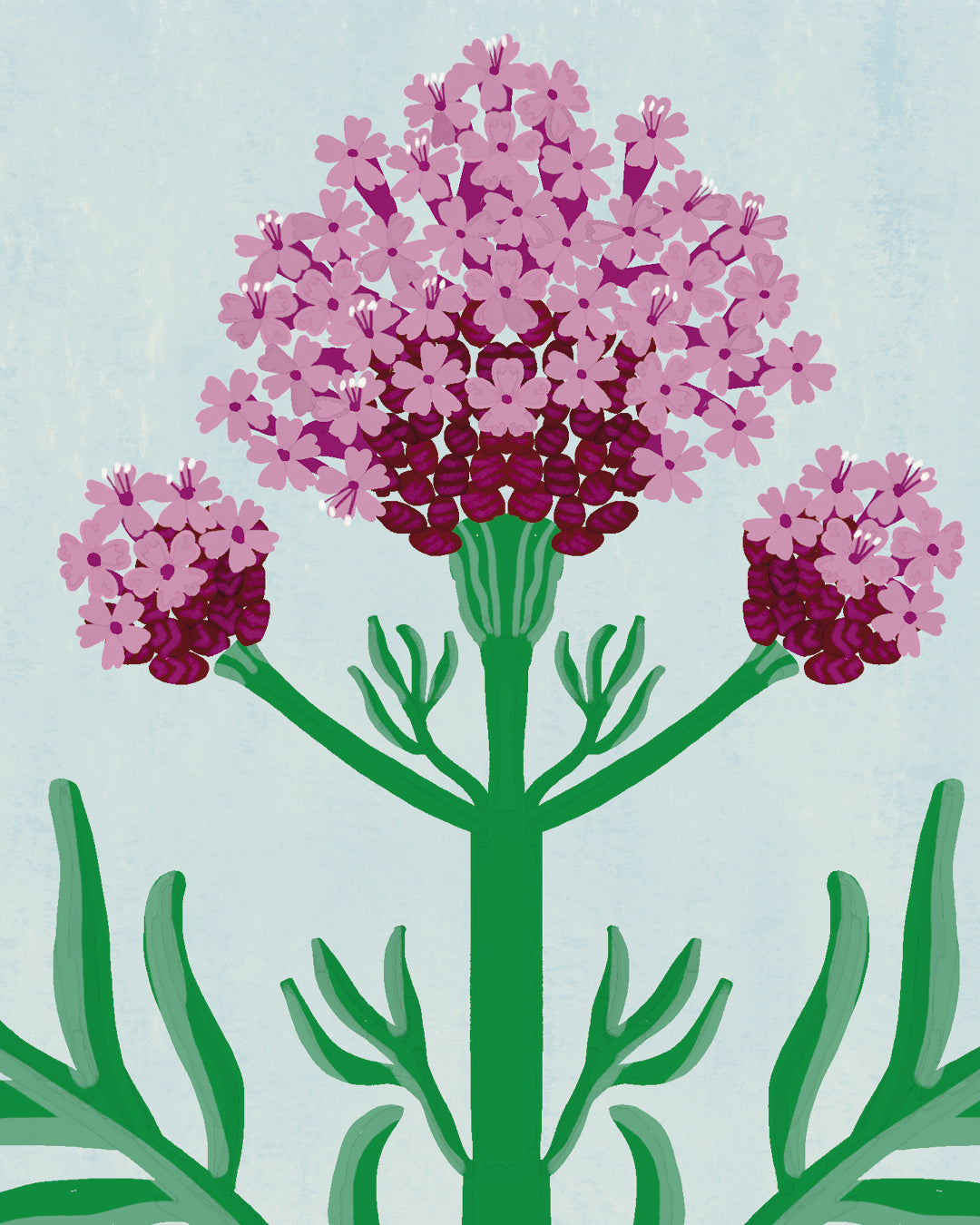 VALERIANA
