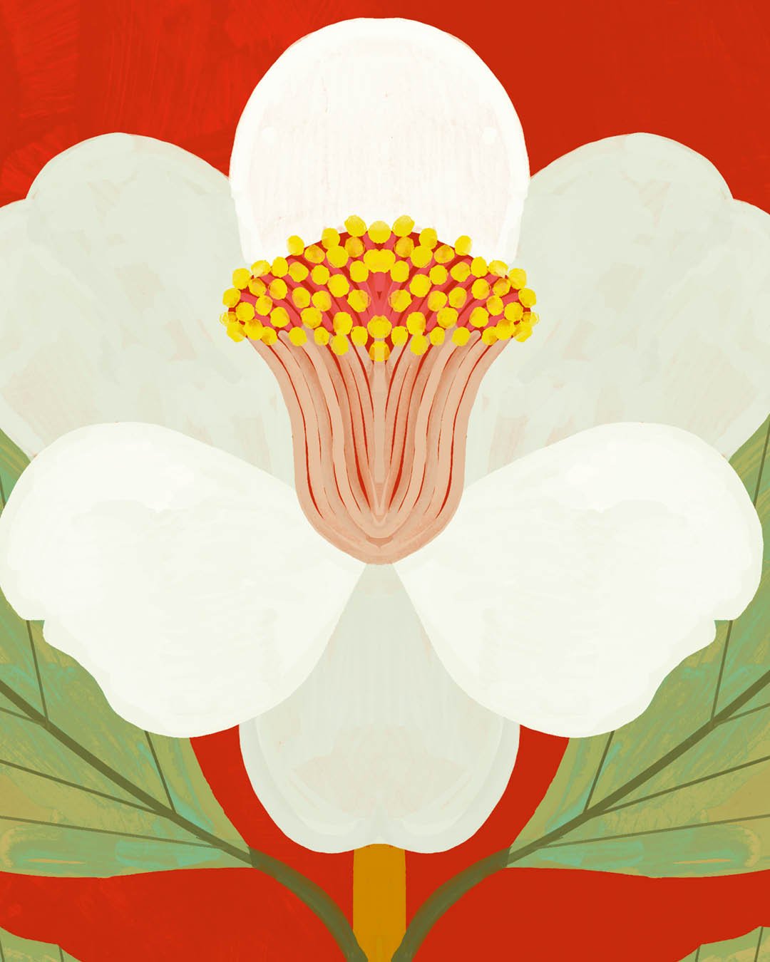 CAMELLIA JAPPONICA - PREORDINE