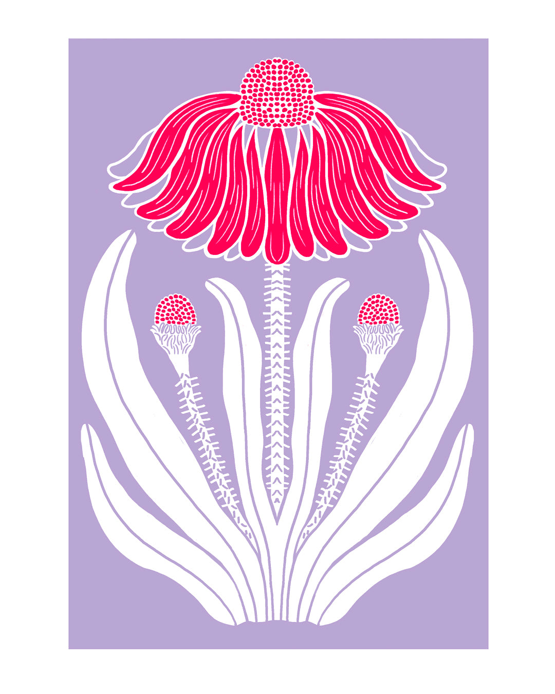 ECHINACEA