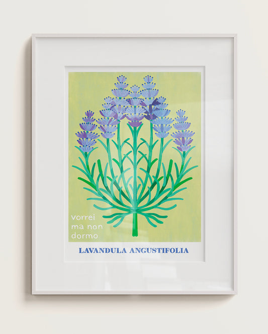 LAVANDA