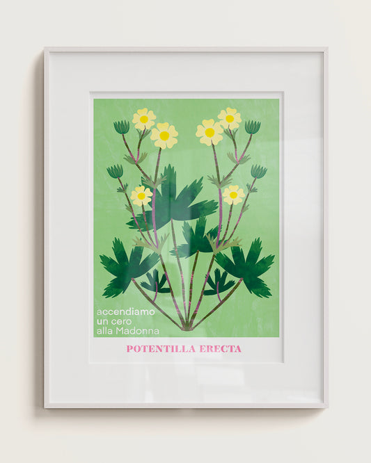POTENTILLA