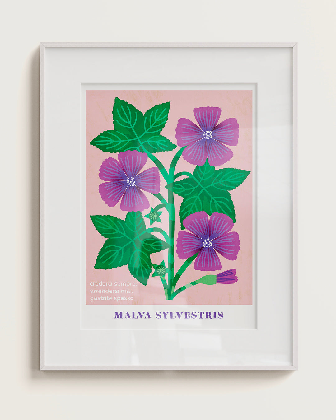 MALVA