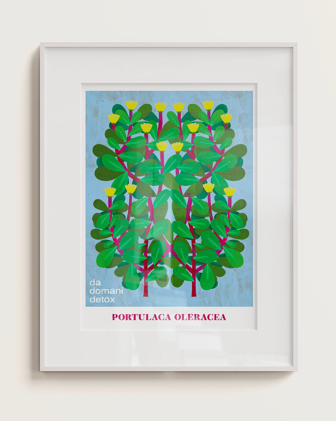 PORTULACA