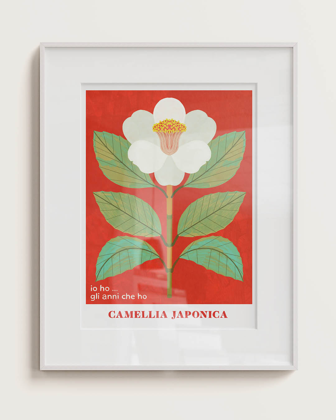 CAMELLIA JAPPONICA - PREORDINE